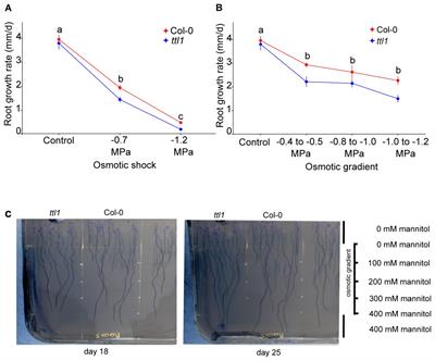 Arabidopsis root apical meristem adaptation to an osmotic gradient condition: an integrated approach from cell expansion to gene expression